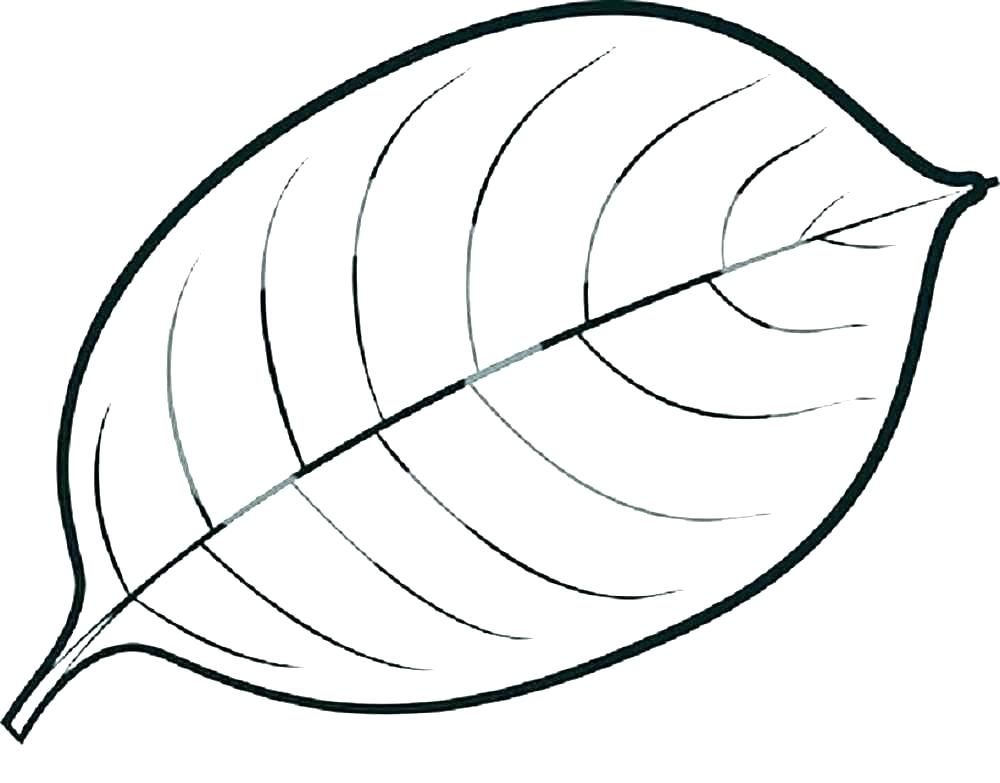 1000x783 Maple Leaf Printable Free Coloring Page