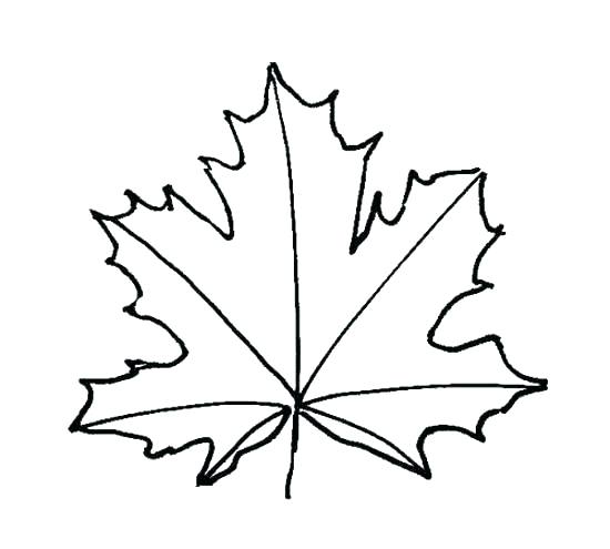 Maple Leaf Drawing Template | Free download on ClipArtMag