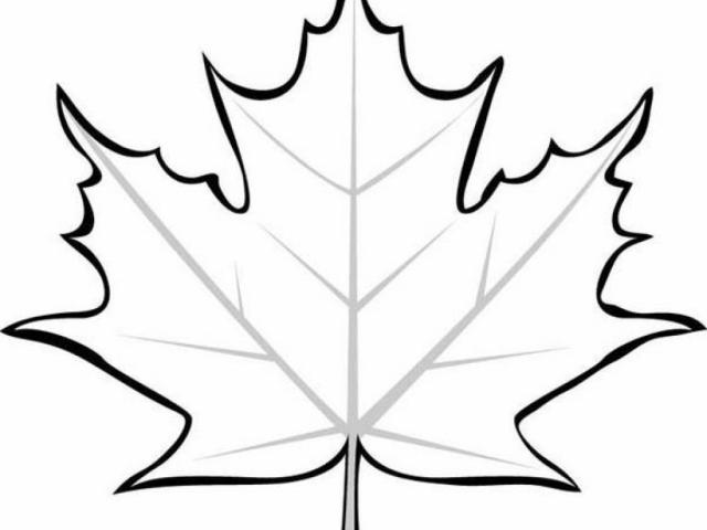 640x480 Free Drawn Maple Leaf, Download Free Clip Art