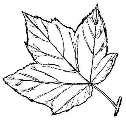 Maple Leaf Line Drawing | Free download on ClipArtMag