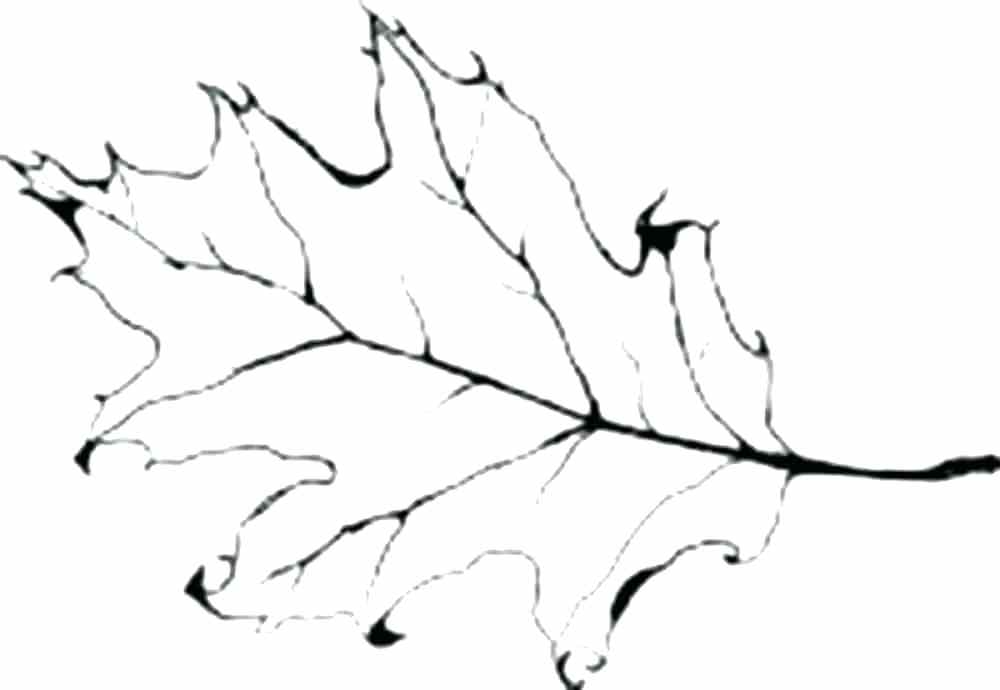 1000x690 Maple Leaf Template To Print Leaf Stencils Printable Leaf Stencil