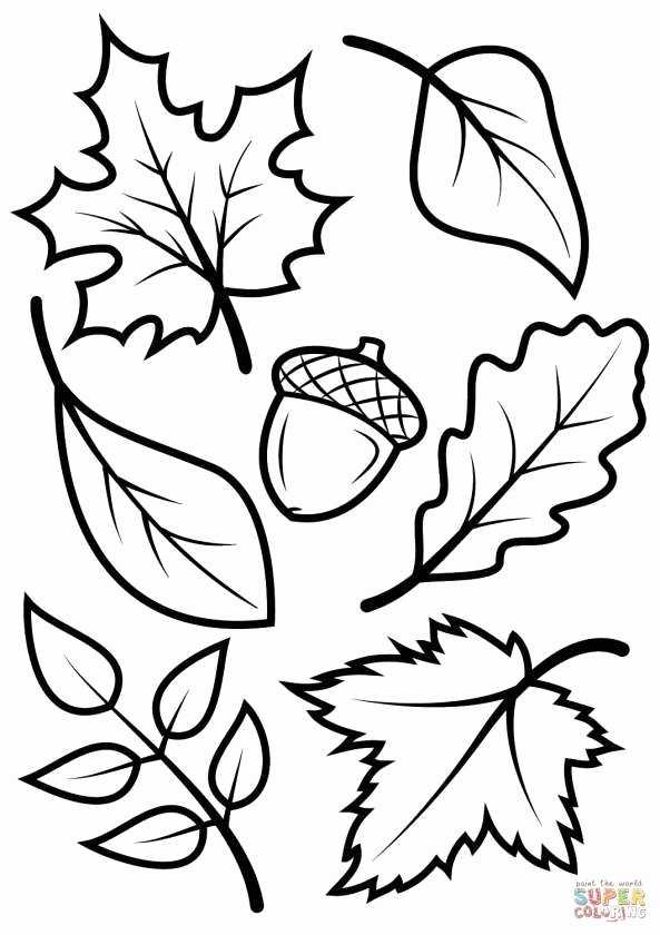 593x840 Maple Leafs Logo Coloring Pages Best Of Autumn Themed Coloring