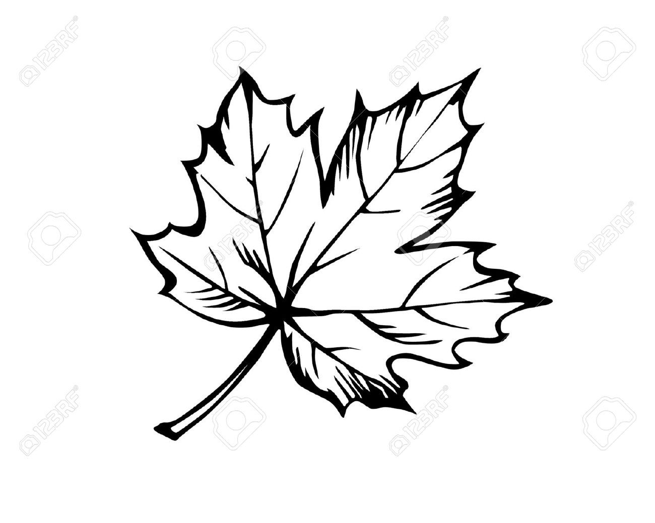 1300x1039 Ahornblatt Umriss
