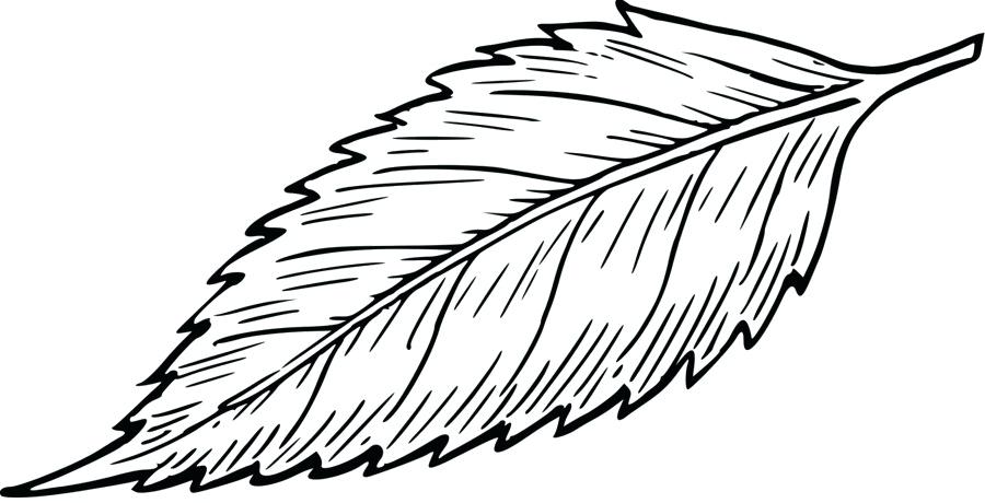 900x460 Drawing Of Leaf