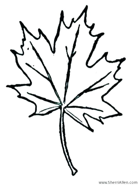 Maple Leaf Line Drawing | Free download on ClipArtMag