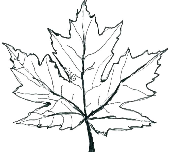 678x600 Maple Tree Coloring