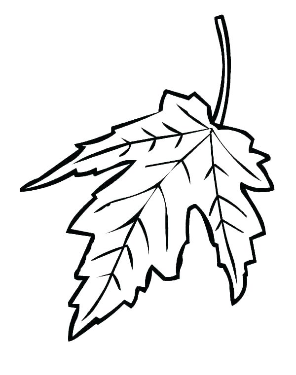 Maple Leaf Line Drawing | Free download on ClipArtMag