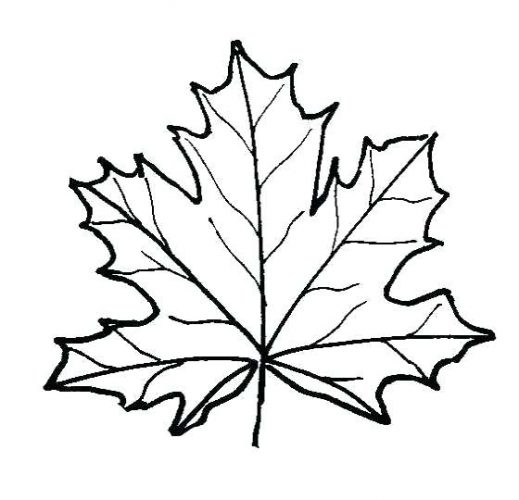 Maple Leaf Line Drawing | Free download on ClipArtMag