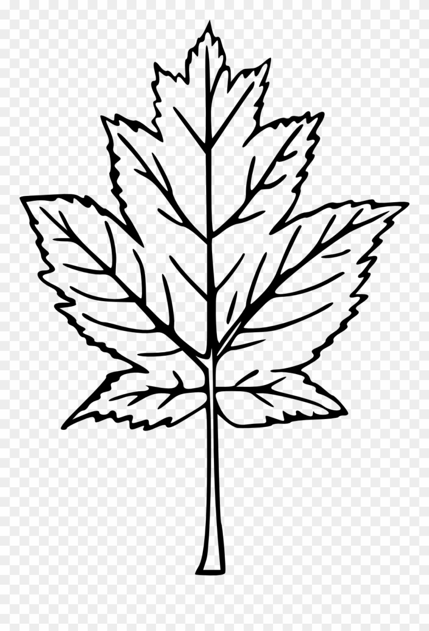 880x1295 Drawn Maple Leaf Transparent
