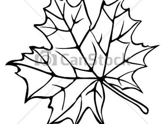 640x480 Drawn Maple Leaf Line
