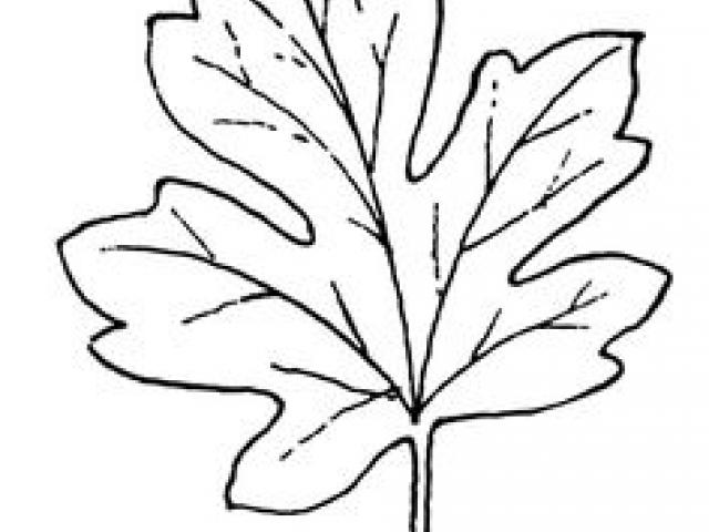 640x480 Drawn Maple Leaf Line Art