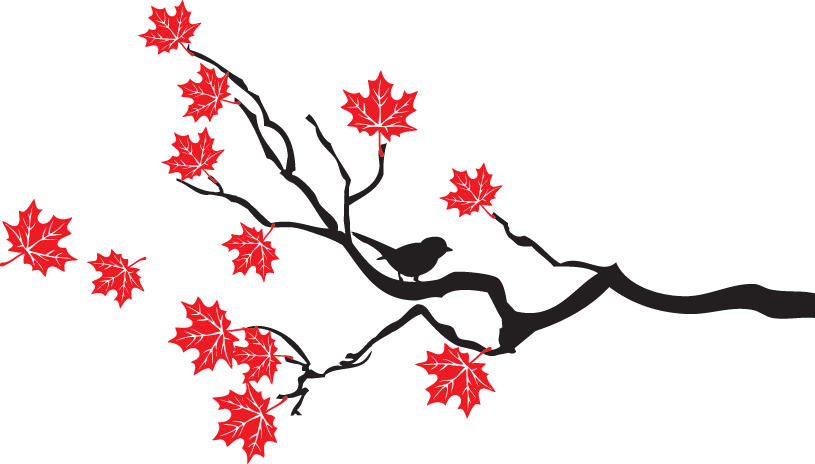 815x464 Drawing Branches Maple Tree Transparent Png Clipart Free