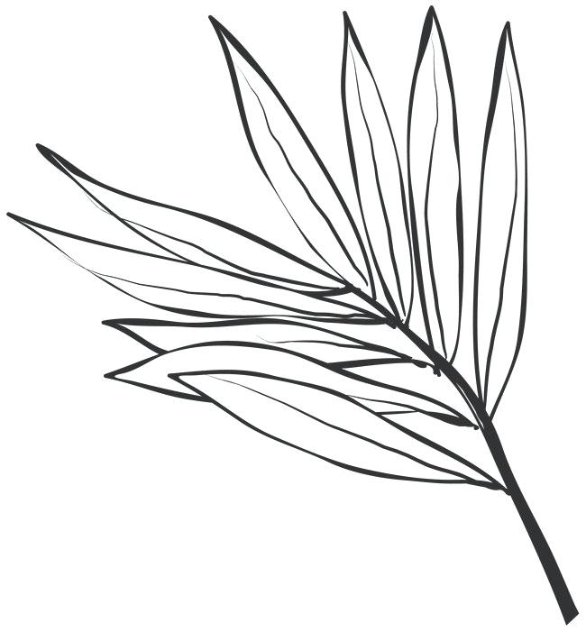 650x701 Drawing Leaves Drawing Leaves Meaning