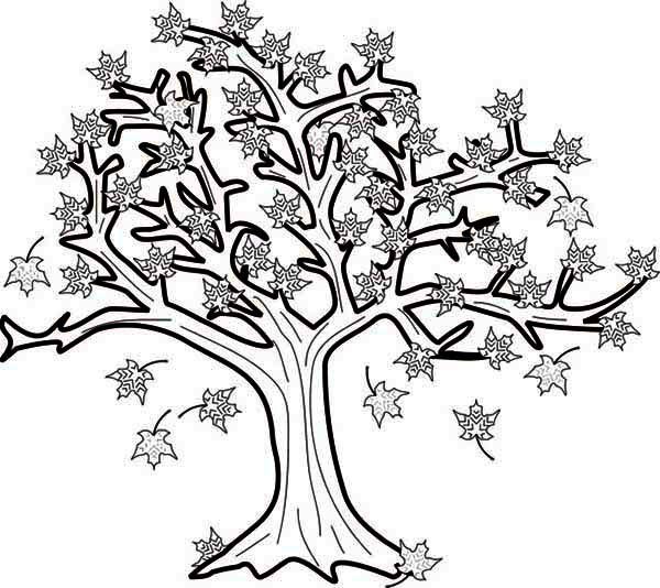 600x534 Maple Tree Coloring Sheet