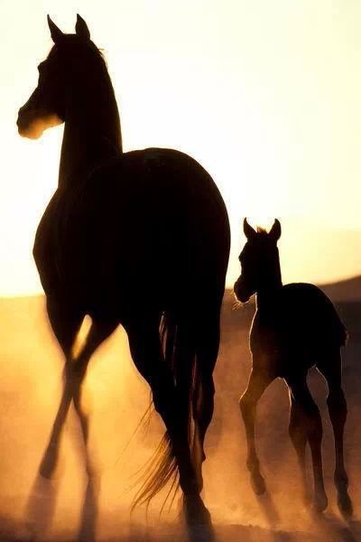 400x600 Horse Mare And Foal Drawing Caballos