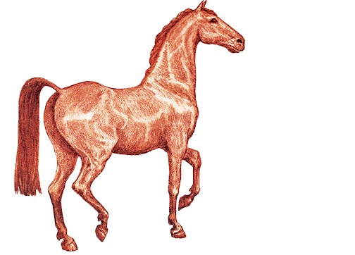 504x362 red mare wines wine club