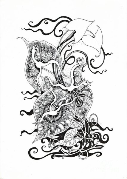 426x600 Singonium Drawing