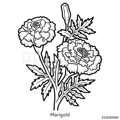 500x500 Coloring Book, Flower Marigold