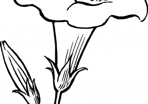 300x210 Easy Beginner Flower Sketch Easy Drawings For Beginners Flowers