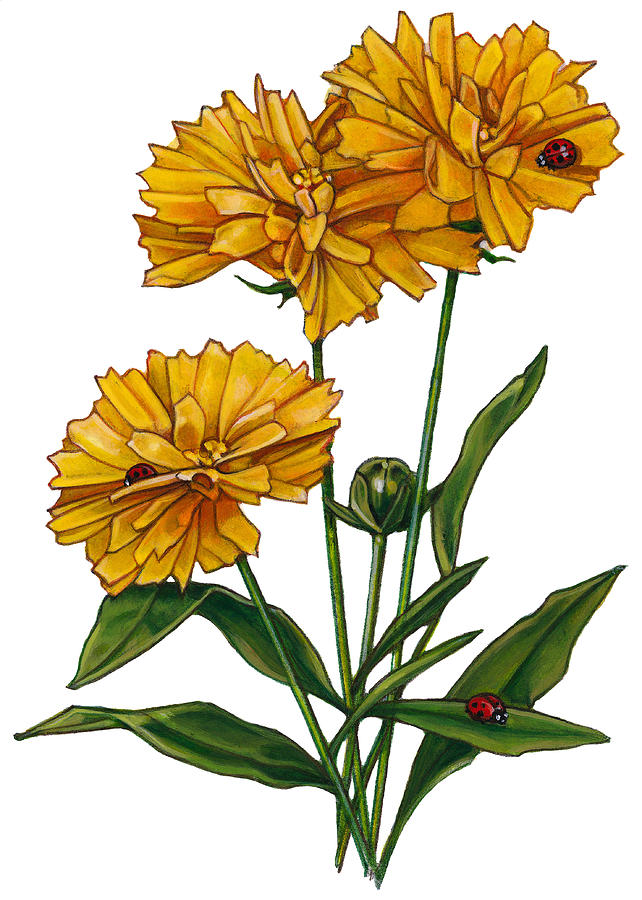 642x900 Ladybugs On Marigold