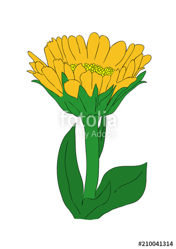 354x500 Vector Illustration, Isolated Orange Marigold Flower, Outline Hand