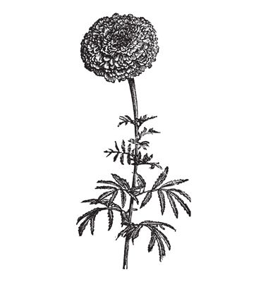 380x400 Vintage Mexican Marigold Vector Stock Images Mexican Tattoo