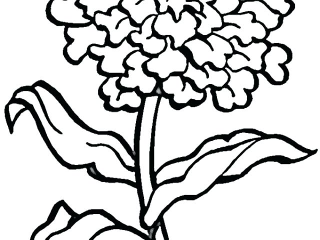 640x480 Marigold Coloring