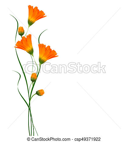 421x470 Bright Marigold Flowers Isolated On White Background Clip Art