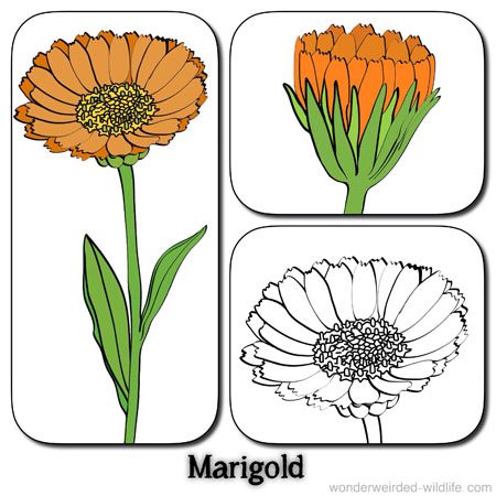 Marigold Flower Drawing | Free download on ClipArtMag