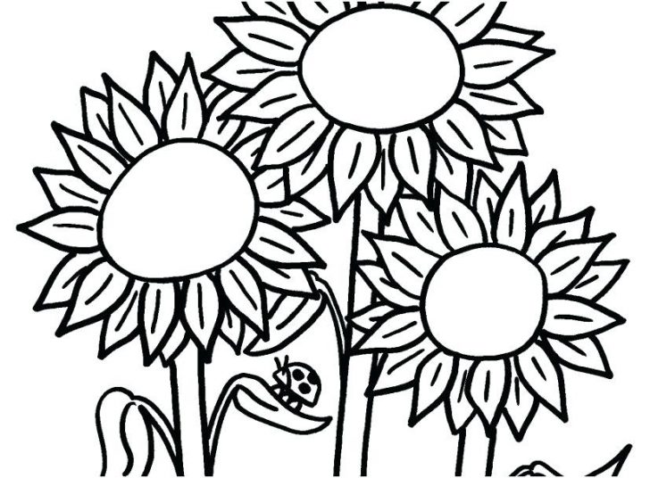 728x536 Marigold Flower Colouring Pages Coloring Garden Flowers Drawing