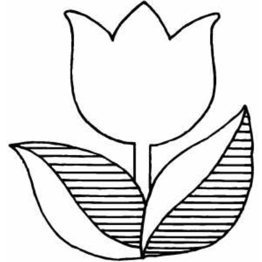 1000x1000 Marigold Flower Drawing Easy Sketch Coloring