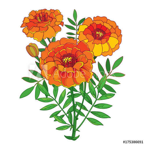 500x500 Vector Bouquet With Orange Tagetes Or Marigold Flower, Bud
