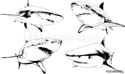 500x296 Set Of Vector Drawings On The Theme Of Marine Predators Sharks