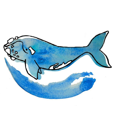 480x480 healthy whale, healthy ocean bow seat ocean awareness programs