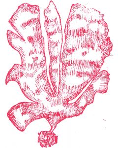 240x300 Marine Algae Rubber Stamps