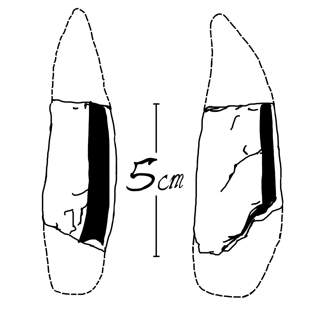 1019x1004 Orcinus Paleorca