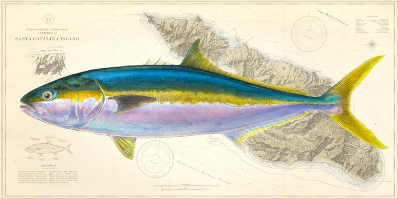 800x400 Yellowtail Over Charts