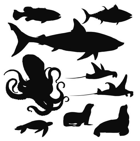 488x490 Illustration Drawing Style Of Marine Life Collection