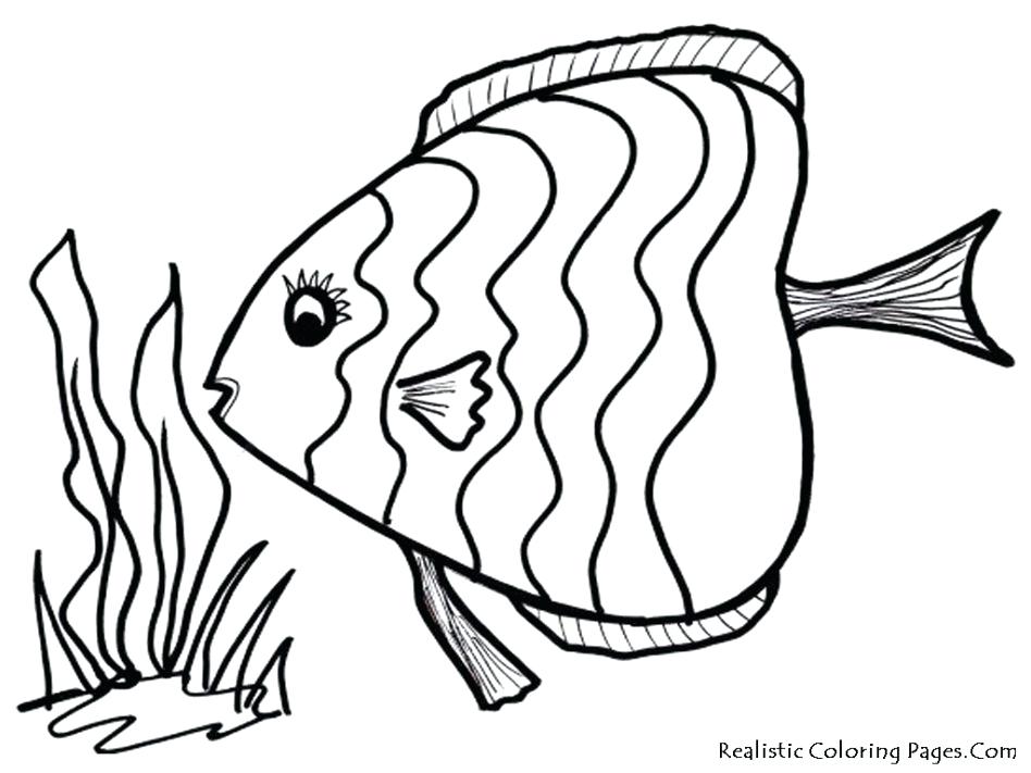 948x711 Bass Drawing Marine Life For Free Download