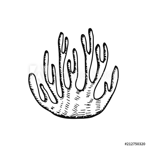 500x500 Coral Hand Drawing Vector Isolated Marine Life