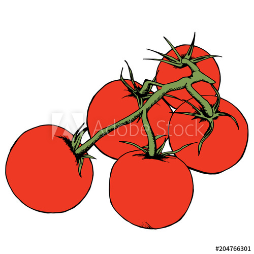 500x500 tomato vector drawing isolated tomatoes on branch vegetable