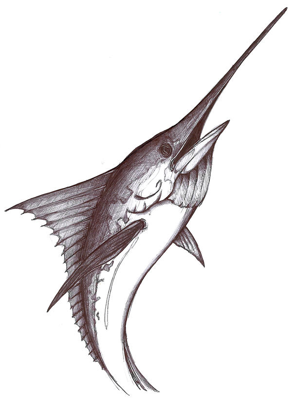 600x831 Marlin Ink Drawing