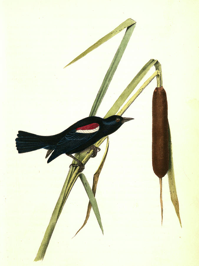 675x900 red and white shouldered marsh blackbird drawing