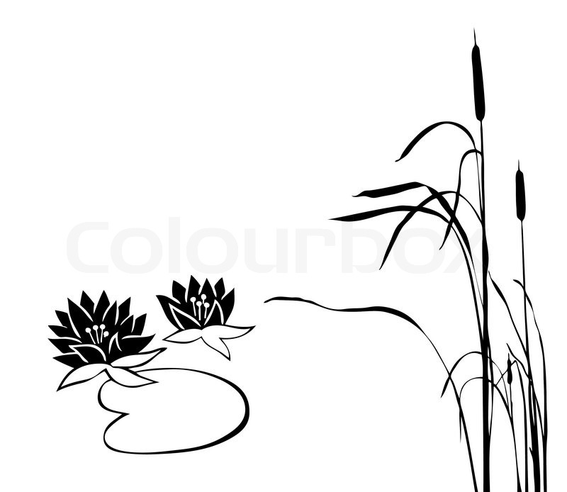 800x694 Vector Silhouette Of The Marsh Plants Stock Vector Colourbox
