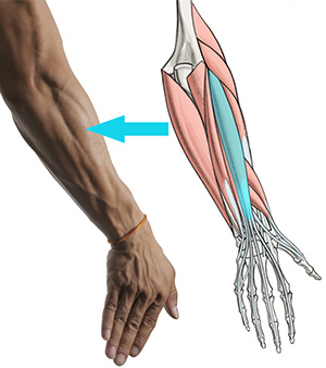 300x338 How To Draw Forearms Arm Anatomy For Artists Proko