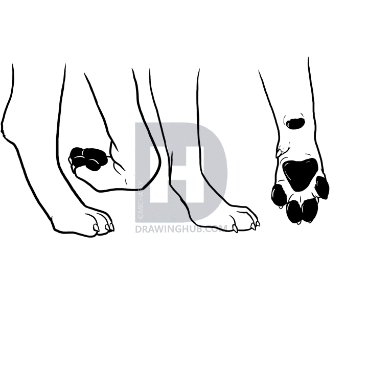 720x720 how to draw a mastiff, bullmastiff dog, step