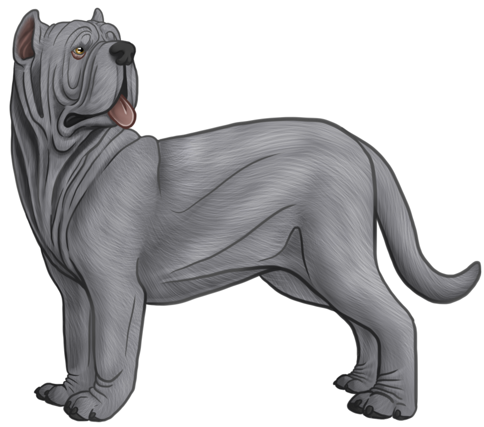 952x840 neapolitan mastiff drawing