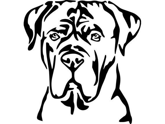 570x429 image cane corso cane corso, cane corso mastiff, hound puppies