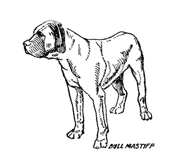 335x300 Bullmastiff The Northern Bullmastiff Club About The Bullmastiff