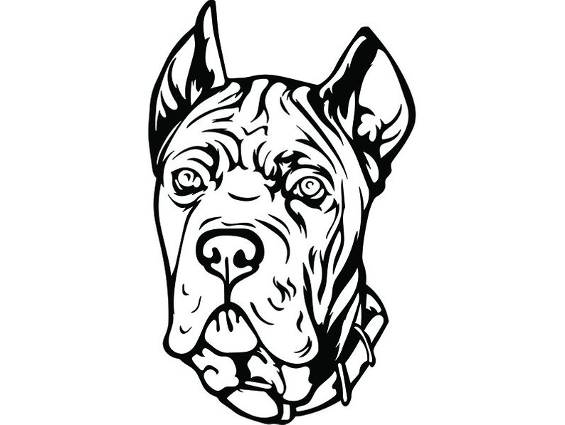 794x597 cane corso dog breed italian mastiff k animal pet hound etsy